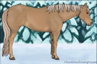 Horse Color:Palomino 