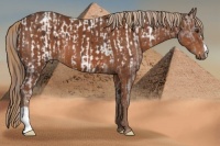 Horse Color:Liver Chestnut Near Leopard and Chestnut