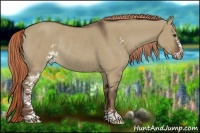 Horse Color:Liver Red Dun Sabino Rabicano