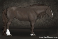 Horse Color:Liver Chestnut Sabino 
