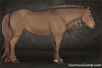 Horse Color:Liver Chestnut Sabino