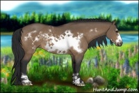 Horse Color:Bay Dun Sabino Frame Rabicano 