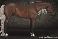 Horse Color:Silver Bay 