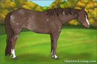 Horse Color:Liver Chestnut Sabino