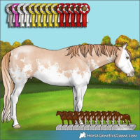 Horse Color:Gold Champagne Sabino Splash
