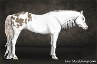 Horse Color:Chocolate Palomino Appaloosa