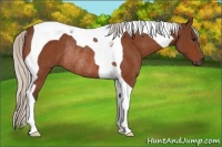 Horse Color:Silver Bay Tobiano Rabicano 
