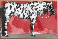 Horse Color:White Spotted Black Appaloosa