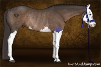 Horse Color:Liver Chestnut Splash Rabicano 