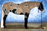 Horse Color:White Spotted Chocolate Palomino Splash Rabicano