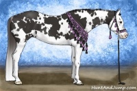 Horse Color:White Spotted Liver Chestnut Splash 