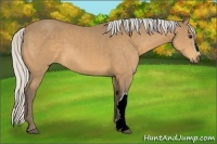 Horse Color:Silver Buckskin 
