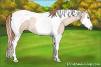 Horse Color:Smoky Black Pearl Splash Tobiano Rabicano