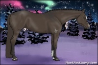 Horse Color:Liver Chestnut Sabino 