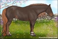 Horse Color:Liver Chestnut Sabino Rabicano