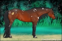 Horse Color:White Spotted Bay 