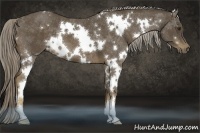 Horse Color:White Spotted Chocolate Palomino