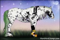 Horse Color:Watercolor Buckskin Ice Sabino 