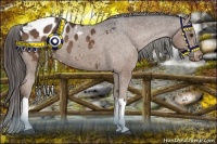 Horse Color:Liver Chestnut Appaloosa 