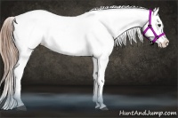 Horse Color:Liver Chestnut Appaloosa 