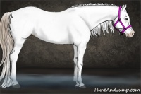 Horse Color:Liver Chestnut Appaloosa 