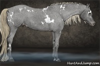 Horse Color:White Spotted Liver Chestnut Sabino Varnish 