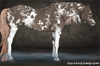 Horse Color:White Spotted Chocolate Palomino Rabicano