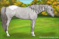 Horse Color:Liver Chestnut Appaloosa 