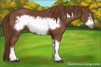Horse Color:Chestnut Frame