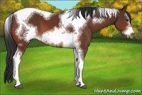Horse Color:White Spotted Bay Tobiano Frame 