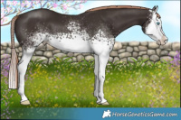 Horse Color:White Spotted Liver Chestnut Sabino Splash