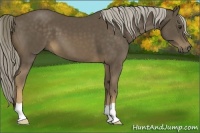 Horse Color:Chocolate Palomino 