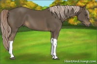 Horse Color:Chocolate Palomino