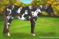 Horse Color:White Spotted Liver Chestnut 