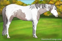 Horse Color:Bay Splash Tobiano Appaloosa