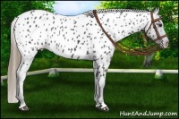 Horse Color:Smoky Black Appaloosa 