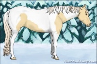 Horse Color:Palomino Dun Tobiano