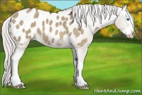 Horse Color:Silver Brown Roan Dun Splash Appaloosa 