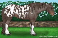 Horse Color:Liver Chestnut Tobiano Appaloosa Rabicano