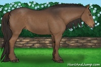 Horse Color:Liver Chestnut Rabicano 