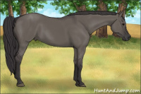Horse Color:Smoky Grullo Rabicano 
