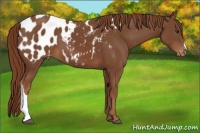 Horse Color:Chestnut Appaloosa