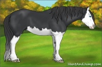 Horse Color:Black Splash