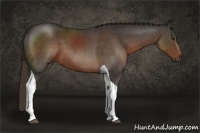 Horse Color:Liver Chestnut Tobiano 