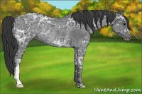 Horse Color:Blue Ice Roan Rabicano