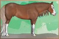 Horse Color:Red Roan Splash 