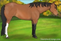 Horse Color:Bay 