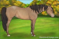 Horse Color:Sable Champagne 