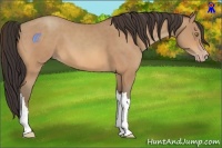 Horse Color:Amber Champagne