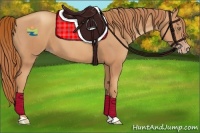 Horse Color:Gold Champagne 